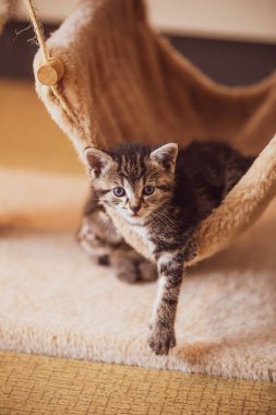 cute kitten in hammock streching paw
