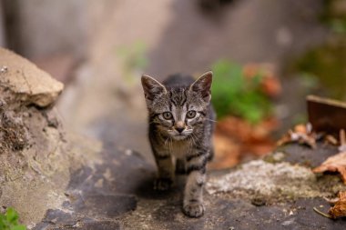 baby cat looking into the camera