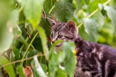 baby cat looking through plants