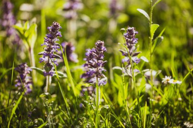 purble flowers in sunlight