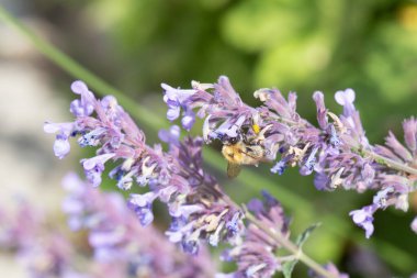 Mor çiçekte yaban arısı