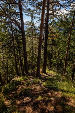 trail surrounded with trees in forest
