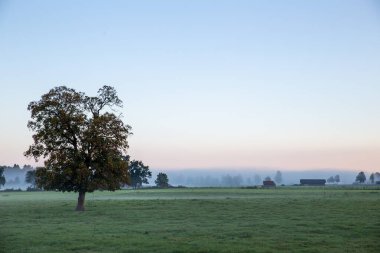 moody tree on meadow in the morning