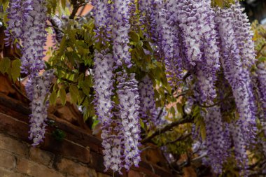 hanging purple flowers in the garden