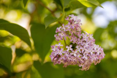blooming pink lilac with green leaves in the background