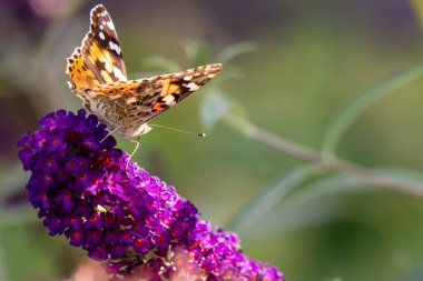 butterfly sitting on lilac