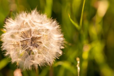 goat's beard on green background