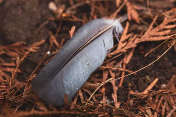 feather on forest floor
