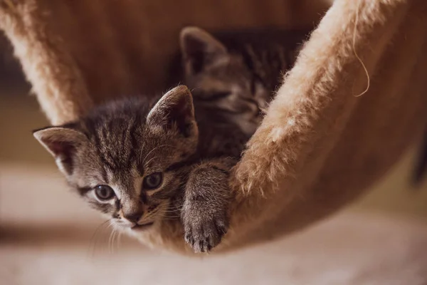 cute kitten relaxing in hammock