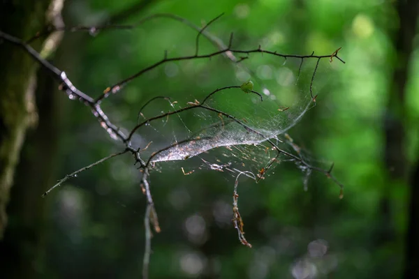 forest spider web in the sunshine