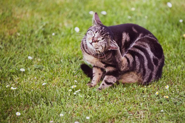 Kucing Lucu Membersihkan Dirinya Sendiri — Stok Foto