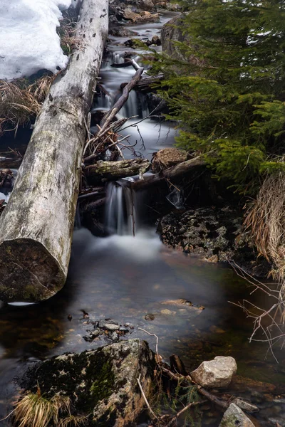 Creek Tree Trunk Forest Long Exposure — Stock Photo, Image