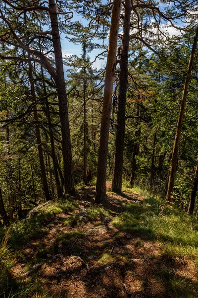 trail surrounded with trees in forest