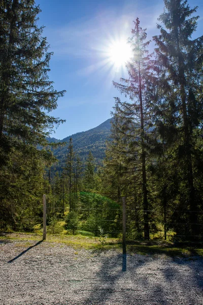 sun over trees in forest german alps