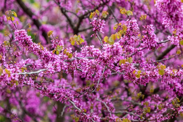 ピンク色の花と木 — ストック写真