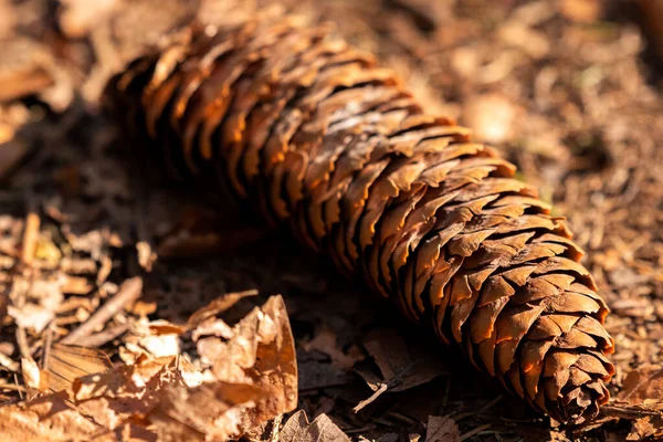 Pinecone Forest Floor — Stockfoto