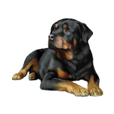 Beyaz arka plan önünde Rottweiler