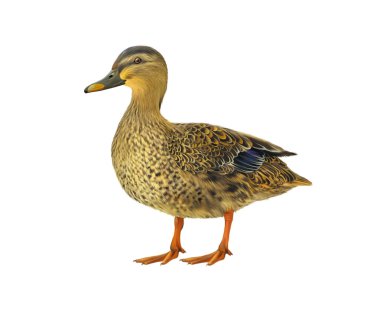 Female mallard duck isolated on white background