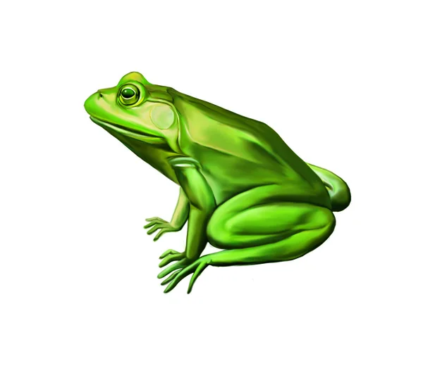Yeşil kurbağa yan görünüm, üzerinde beyaz izole — Stok fotoğraf