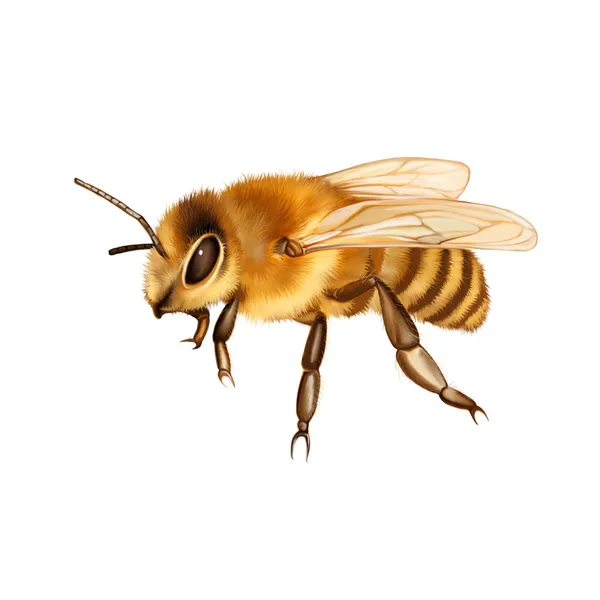 Pretty bee isolated on the white — Stock Photo, Image