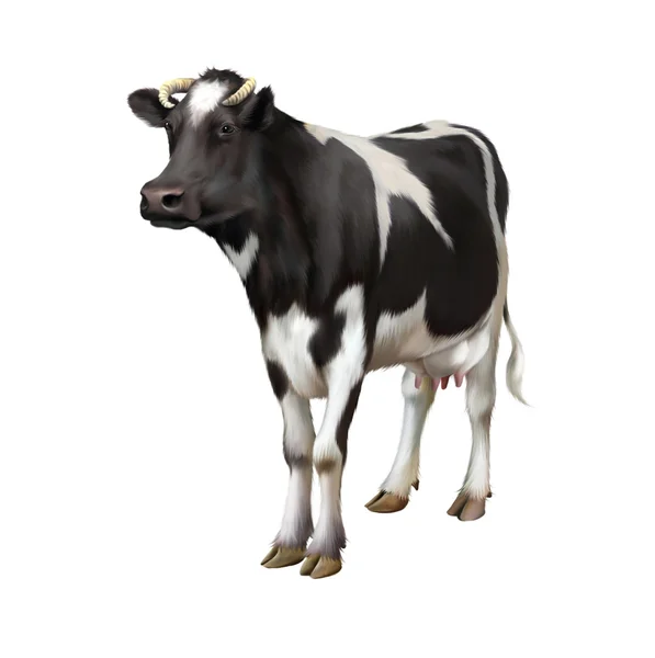 Standing cow isolated on white background — Stock Photo, Image