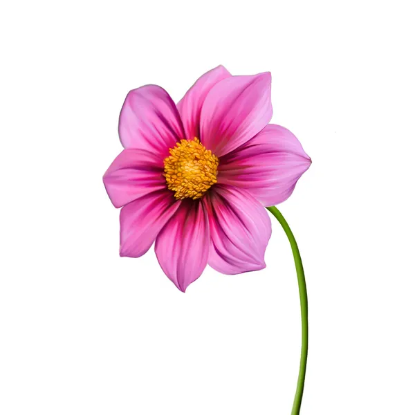 Fiore di Dahlia. Fiore rosa, Fiore primaverile.Isolato su sfondo bianco . — Foto Stock