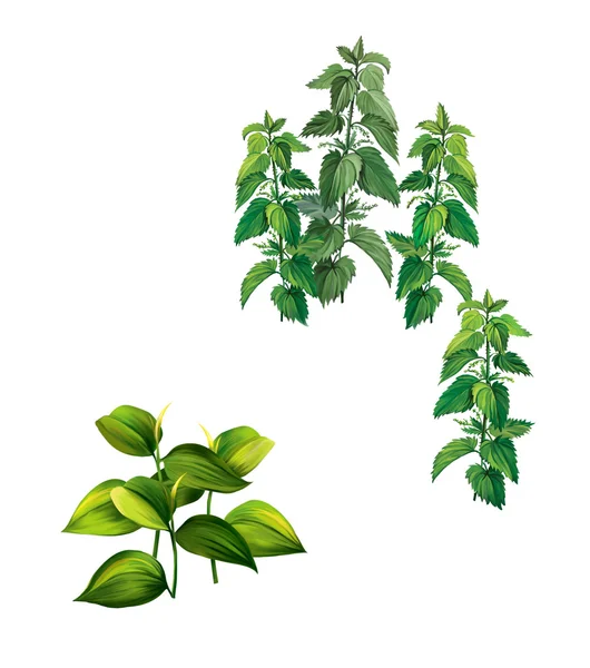 Pflanzen mit großen grünen Blättern und Brennnesselpflanzen isoliert auf weißem Hintergrund — Stockfoto