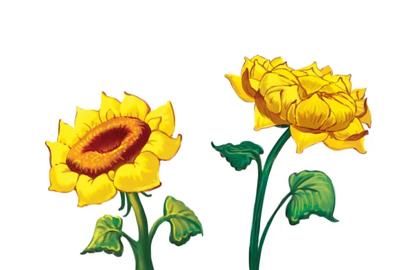两个向日葵，孤立的白色背景上的插图 — 图库照片