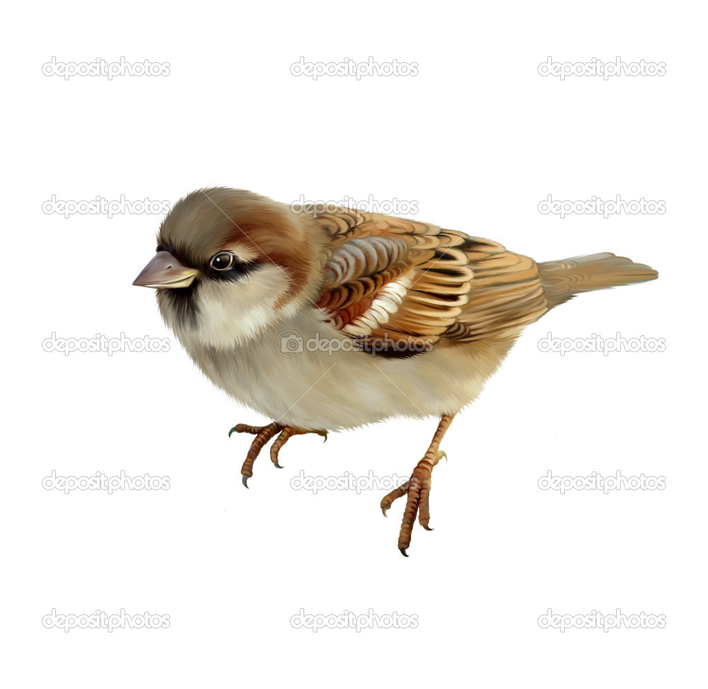 House Sparrow. Isolated on white background