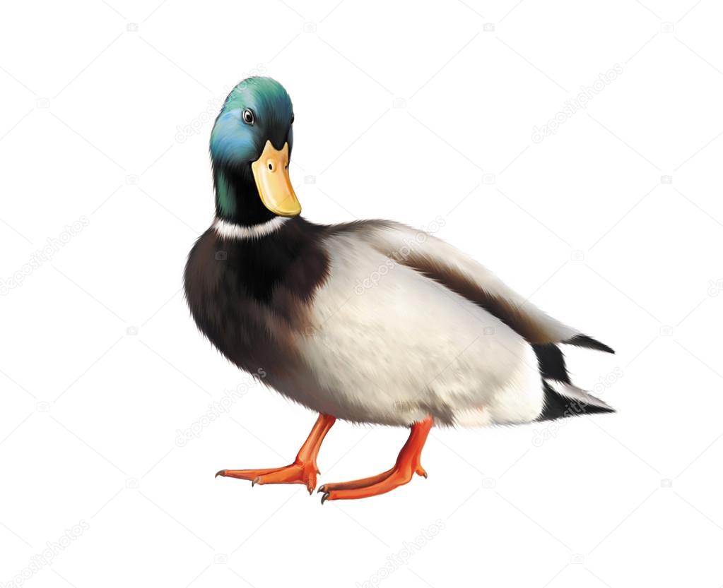 Colorful male mallard duck isolated on white background