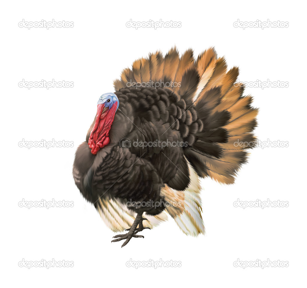 Big beautiful male turkey illustration isolataed on white background