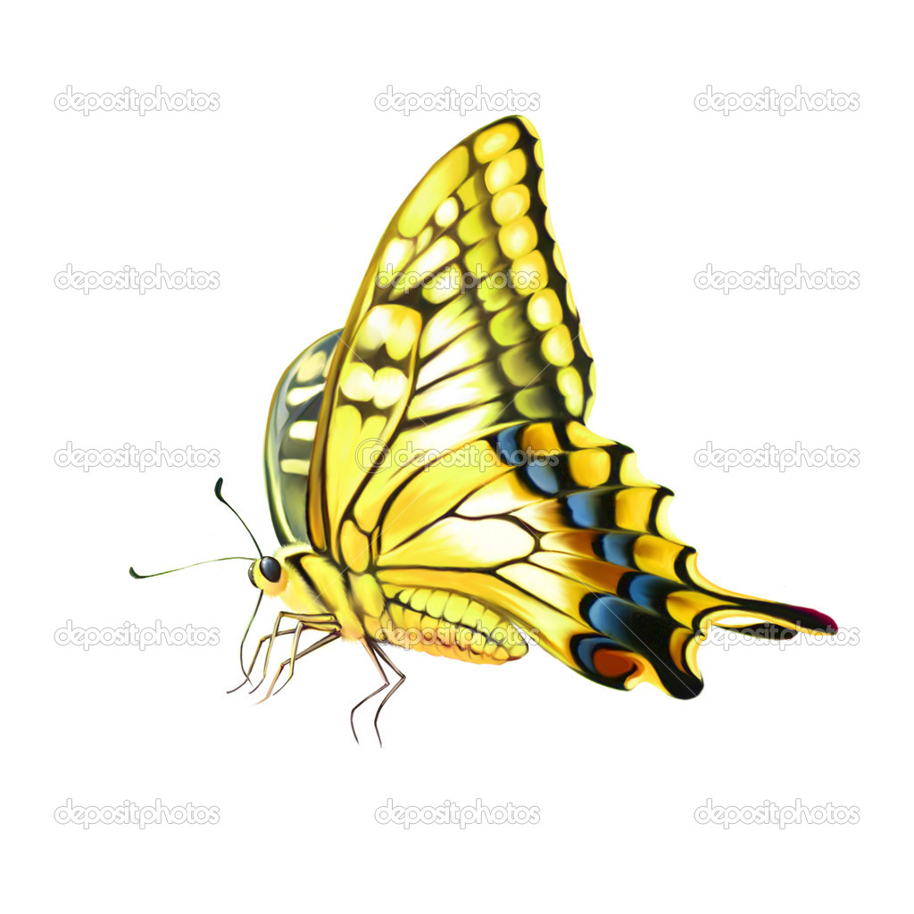 Old World Swallowtail  butterfly. Isolated on a white