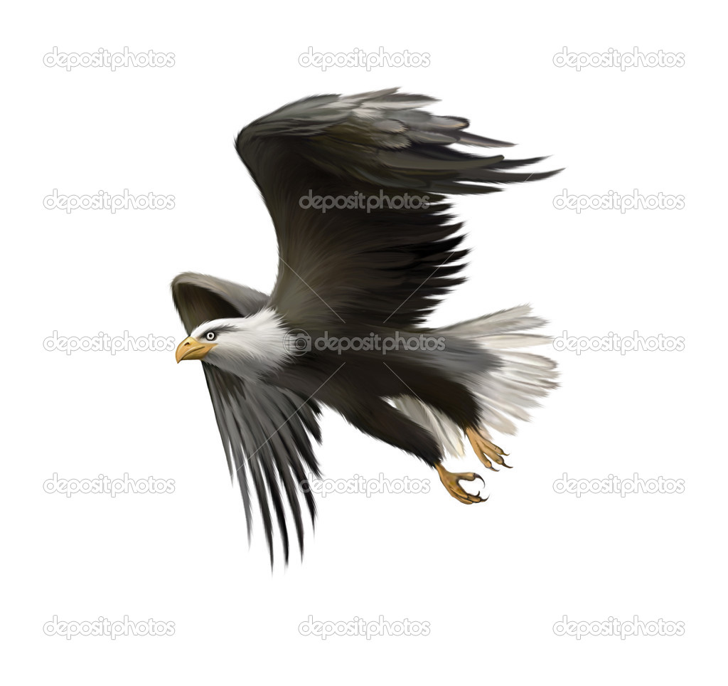 American bald eagle in flight isolated on white background