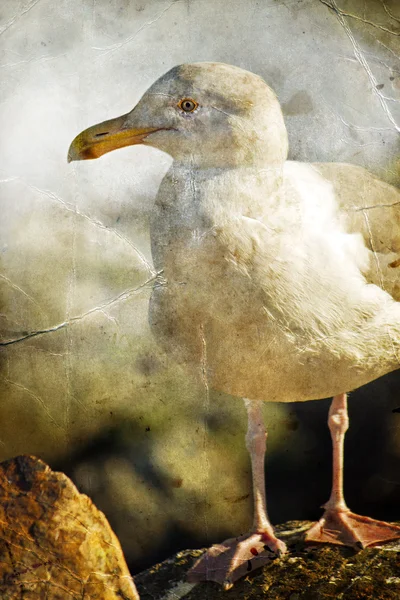 Beyaz kuş martı — Stok fotoğraf