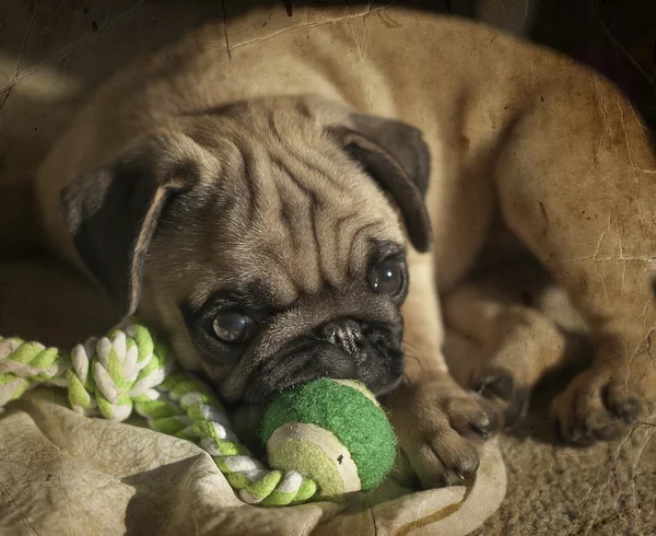 Pug puppy playing — Stock Photo, Image