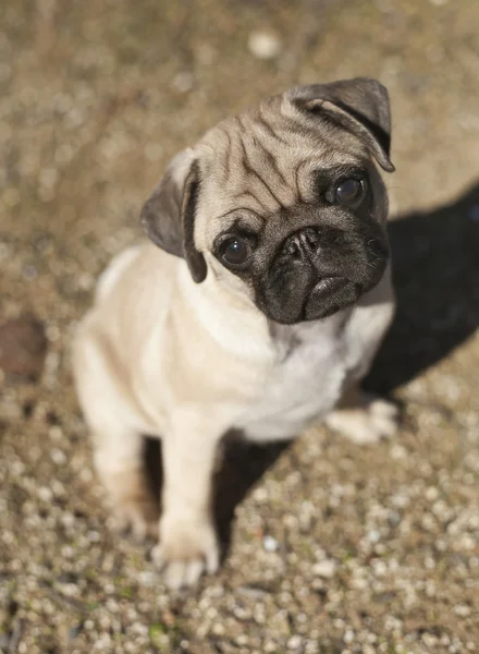 Adorable Fawn Colored Pug — Stock Photo, Image