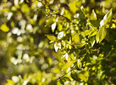 yaprak yeşil arka plan