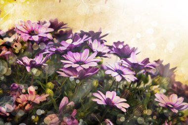 Pembe çiçek arkaplanı