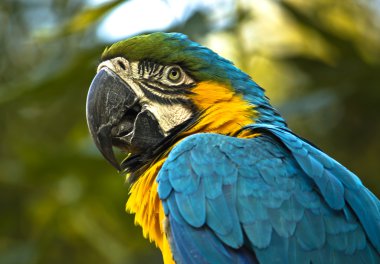 renkli mavi papağan Amerika papağanı