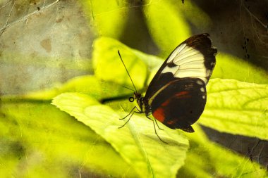 Yeşil yapraklı kelebek