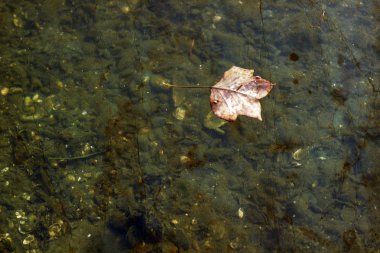 su üzerinde sarı yaprak