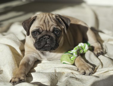 gün ışığında oynarken pug yavrusu