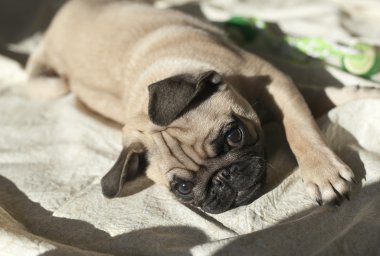 gün ışığında oynarken pug yavrusu