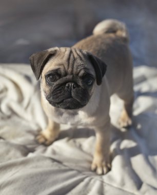 Pug yavrusu güneş