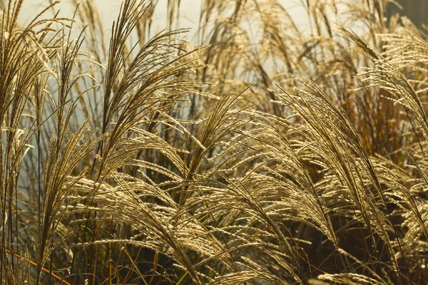Wild grass background — Stock Photo, Image