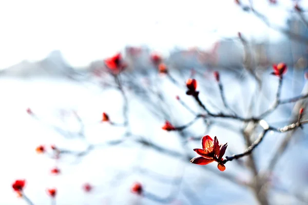 Little red flowers — Stock Photo, Image