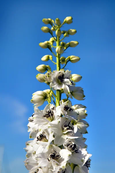 Vackra vita blommor — Stockfoto