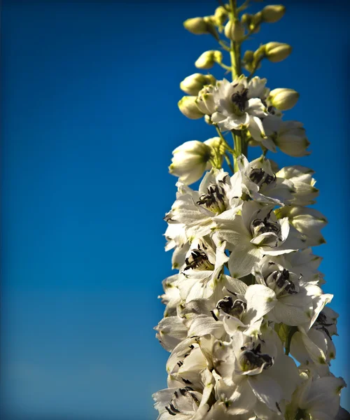 Beautiful white flowers — Stock Photo, Image