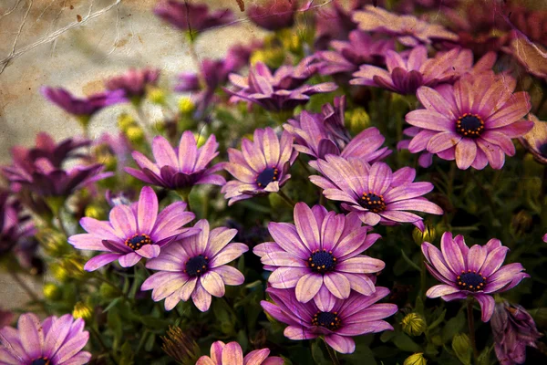 Beautiful pink flowers — Stock Photo, Image