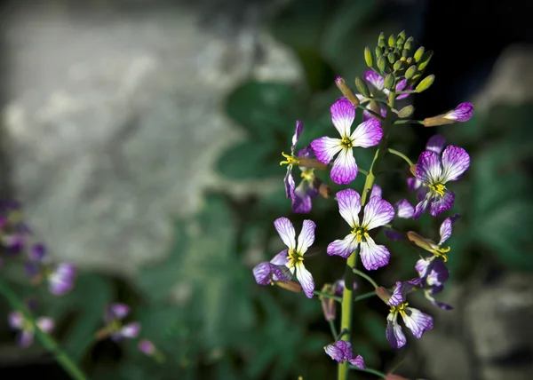 小花 — 图库照片